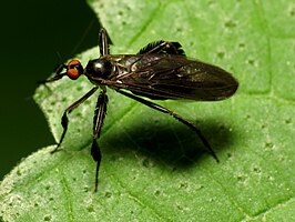 Rhamphomyia longicauda