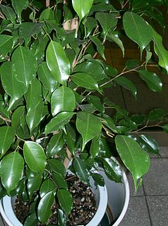 <i>Ficus benjamina</i> Species of plant