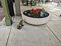 wikimedia_commons=File:Fido Sniffing Flower Pot 2023-06-23.jpg