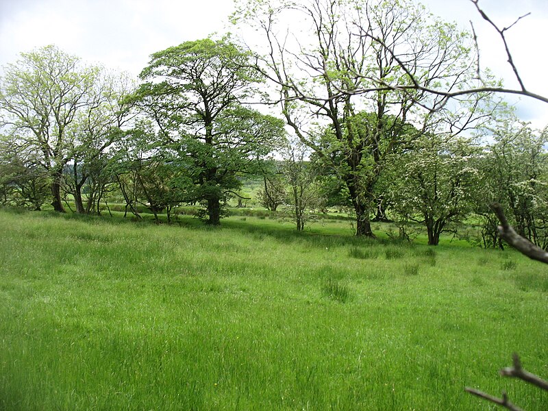 File:Fields and trees above the White Lyne River - geograph.org.uk - 6197617.jpg