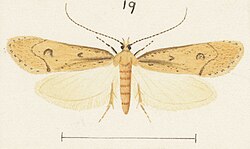 Fig 19 MA I437892 TePapa Plate-XXXI-The-butterflies full (cropped).jpg