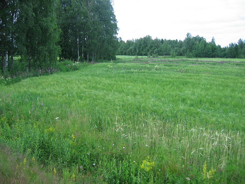 File:Finnish barley field.JPG