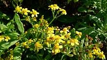 Fireweed Groundsel çiçek (8663628665) .jpg