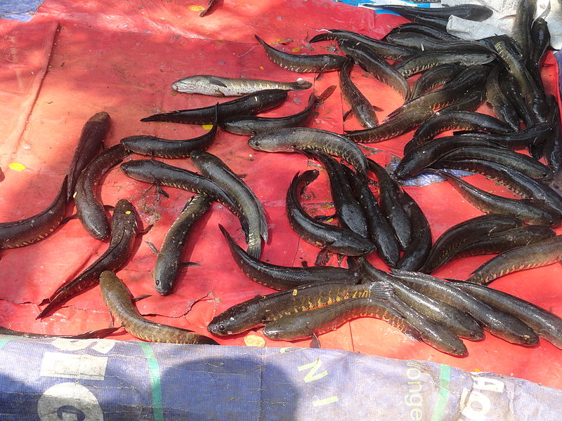 File:Fish korraminu (1).JPG