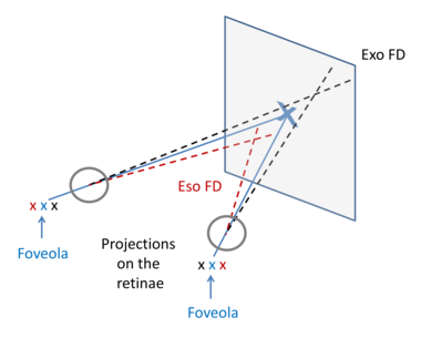 Fig.1: Visual axes of the two eyes in optimal binocular vision (blue) and in exo and eso fixation disparity (black and red, respectively). Fixation Disparity Visual Axes.png