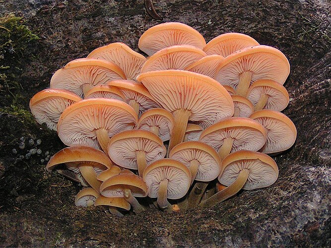 Опёнок зимний (Flammulina velutipes)