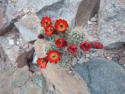 Flowering cactus in the Grand Canyon