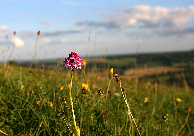 File:Flowers on chalky Hambledon Hill 20070707.jpg