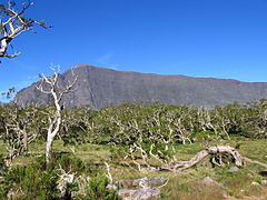 相思树属Acacia heterophylla（英语：Acacia heterophylla）森林