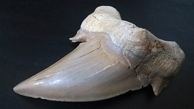 Fossil shark tooth (size over 9 cm or 3.5 inches) with crown, shoulder, root and root lobe