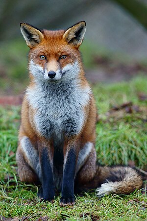 Immagine Fox at the British Wildlife Centre, Newchapel, Surrey - geograph.org.uk - 2221750.jpg.