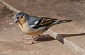 * Nomination Canary Islands chaffinch; Laguna Grande, La Gomera --Llez 05:41, 14 April 2024 (UTC) * Promotion  Support Good quality. --Poco a poco 07:03, 14 April 2024 (UTC)