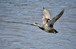 Frisada, macho, Gadwall, male (50374265703).jpg