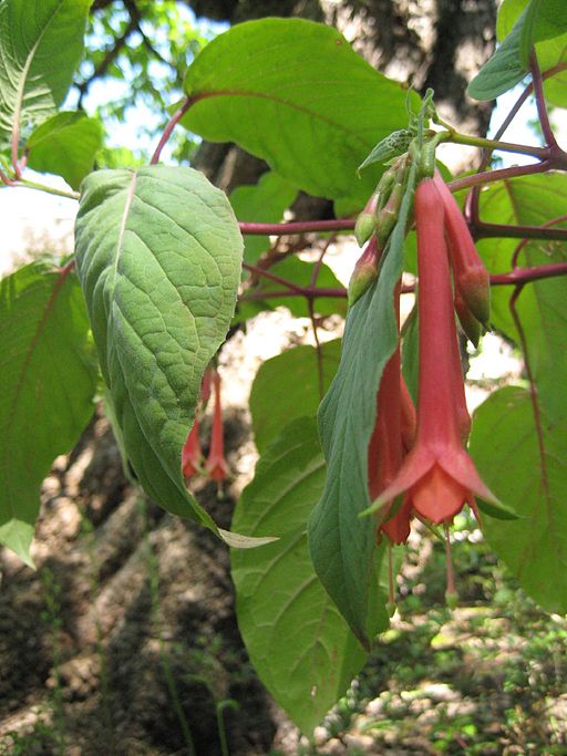 Fuchsia fulgens2573554714