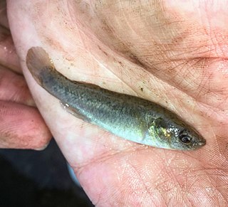 <span class="mw-page-title-main">Saltmarsh topminnow</span> Species of fish