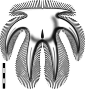 Furca bohemica reconstruction.png