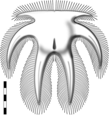 Furca bohemica reconstruction.png