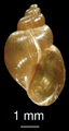 Galba truncatula shell.png