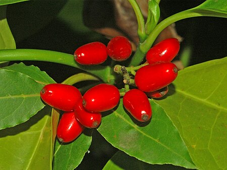 Garryaceae - Aucuba japonica.JPG
