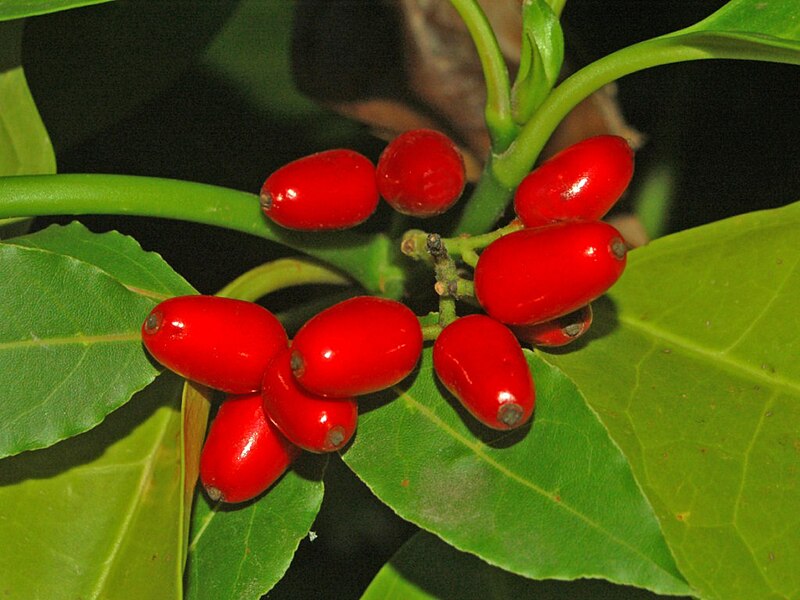 File:Garryaceae - Aucuba japonica.JPG