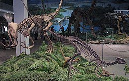 A Gasosaurus felállított csontváza a Cekung (Zigong) Múzeumban