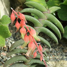 Gasteria rawlinsonii-IMG 0692.JPG