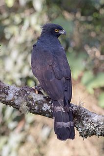 Black hawk-eagle