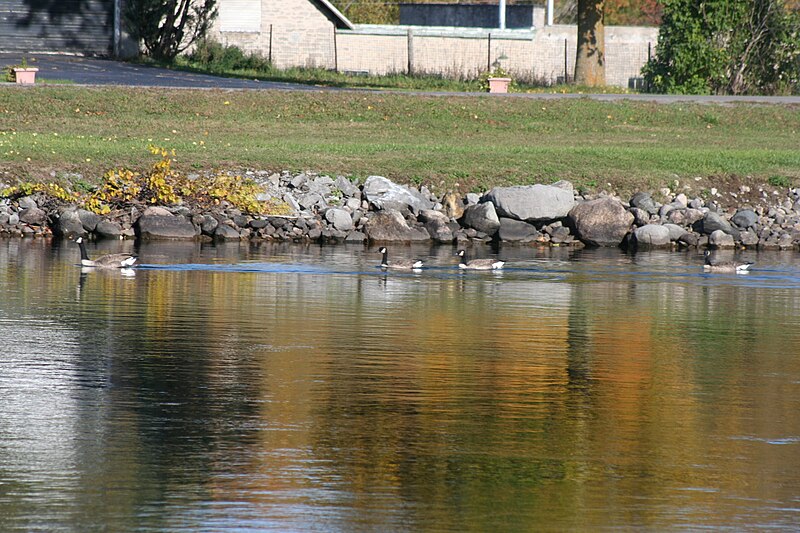 File:Geese on the Trent Canal 0008 (3999738070).jpg