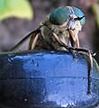 Tabanus bromius mit Steekrüssel