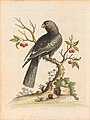 Plate 5: "The Black Parrot from Madagascar" now the lesser vasa parrot (Coracopsis nigra)[24]