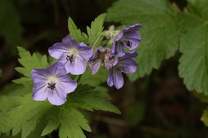 File:Geranium erianthum 8502.JPG