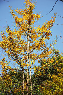 Ginkgo biloba in Chengdu China.jpg