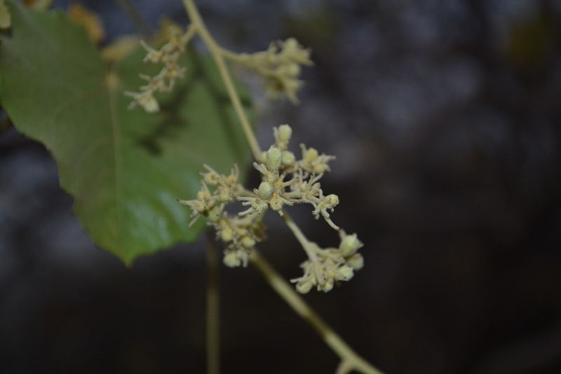 File:Givotia moluccana -flowers.JPG