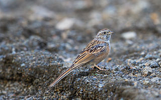 <span class="mw-page-title-main">Godlewski's bunting</span> Species of bird