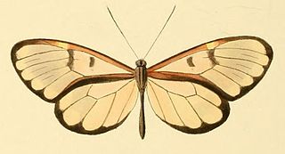 <i>Godyris crinippa</i> Species of butterfly