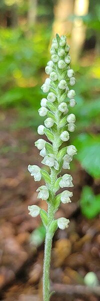 File:Goodyera pubescens inflorescence.jpg