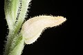 Goodyera schlechtendaliana