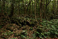osmwiki:File:Gotjawal Forest.jpg