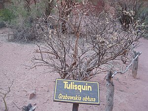 Grabowskia obtusa in the Argentine national park Talampaya