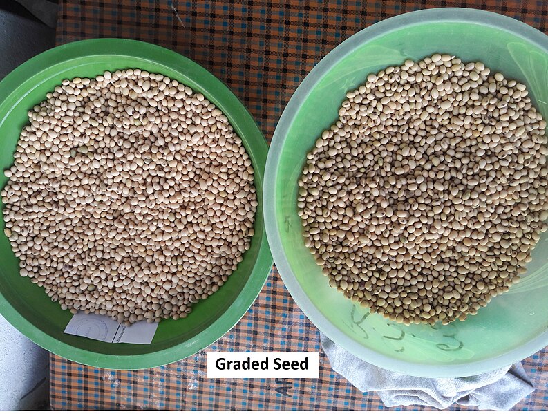 File:Graded Seed.jpg