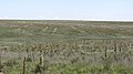 Grassy prairie on private land near the Cimarron National Grassland (bf524357196e471a82022e23e3b85a1d).JPG