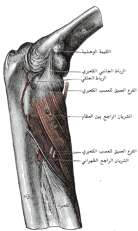 العضلة الباسطة (ويظهر الفرع العميق للعصب الكعبري أعلى واسفل اليمين مُشاراً إليه، العصب بين عظمي الساعد يظهر بعد العبور من العضلة الباسطة مُشاراً إليه أسفل اليمين)