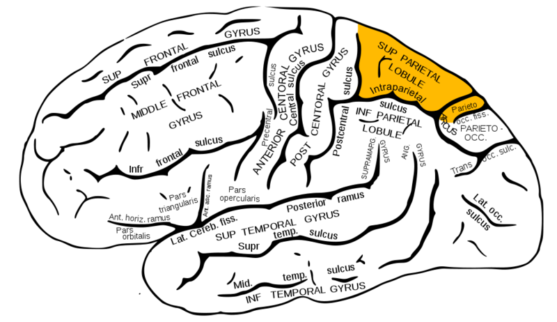 File:Gray726 superior parietal lobule.png