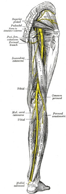 Nervul sciatic - Wikipedia