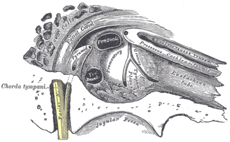 منظر للجانب الداخلي لطبلة الأذن، يمكن مشاهدة الحفرة الوداجية في الأسفل.