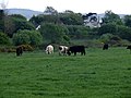 Grazing cattle - geograph.org.uk - 169631.jpg