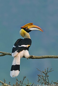 Great Hornbill female.jpg