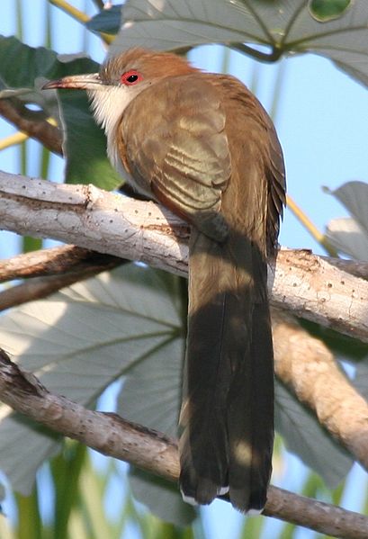 File:Great Lizard-cuckoo (Coccyzus merlini), cropped.jpg