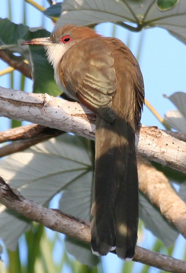 The great lizard cuckoo is a large, insular cuckoo of the Caribbean.