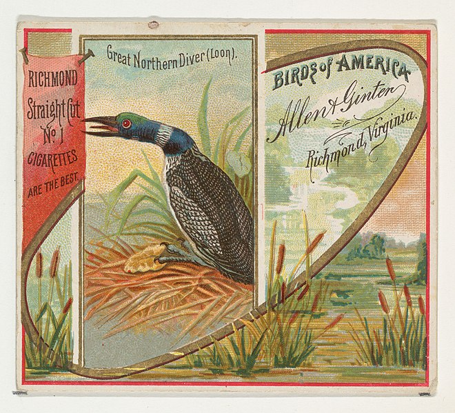 File:Great Northern Diver (Loon), from the Birds of America series (N37) for Allen & Ginter Cigarettes MET DP838979.jpg